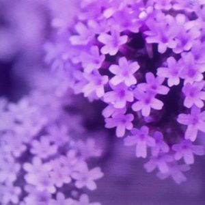 Meet your Posher, Reed